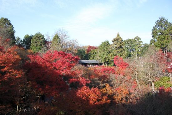 東福寺紅葉の混雑する時間は 見頃やライトアップはある 生活の向こう側